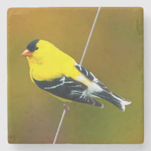 Amerikaanse Goldfinch - originele foto Stenen Onderzetter