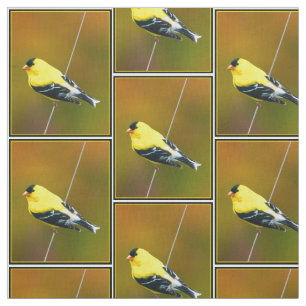 Amerikaanse Goldfinch - originele foto Stof