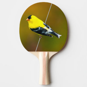 Amerikaanse Goldfinch - originele foto Tafeltennisbatje