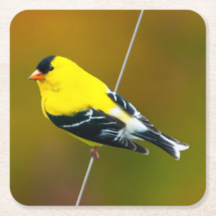 Amerikaanse Goldfinch - originele foto Vierkante Kartonnen Onderzetter