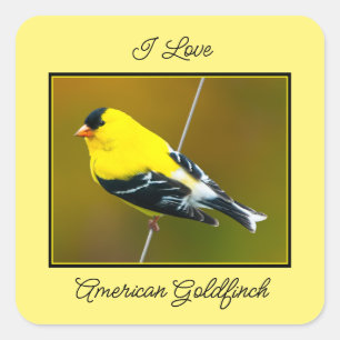 Amerikaanse Goldfinch - originele foto Vierkante Sticker