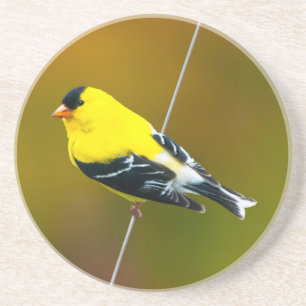 Amerikaanse Goldfinch - originele foto Zandsteen Onderzetter
