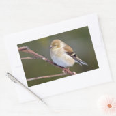 Amerikaanse Goldfinch Rechthoekige Sticker (Envelop)