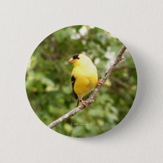 Amerikaanse Goldfinch Ronde Button 5,7 Cm (Voorkant)