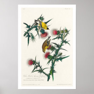 Amerikaanse Goldfinch van Audubon Poster
