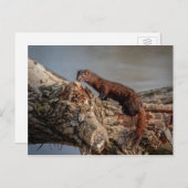 Amerikaanse gootsteen briefkaart (Voorkant / Achterkant)