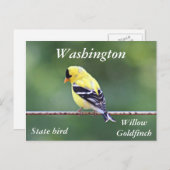 Amerikaanse goudfinefoto briefkaart (Voorkant / Achterkant)