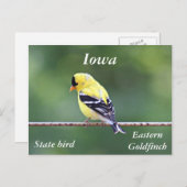 Amerikaanse goudfinefoto briefkaart (Voorkant / Achterkant)