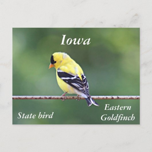 Amerikaanse goudfinefoto briefkaart (Voorkant)