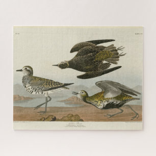 Amerikaanse Goudplevier, Audubon's Birds of Americ Legpuzzel