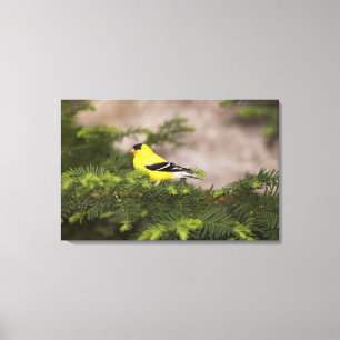 Amerikaanse goudvink mannetje in een boom canvas afdruk