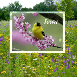 Amerikaanse goudvink op Redbud Tree, Iowa State Bi Briefkaart