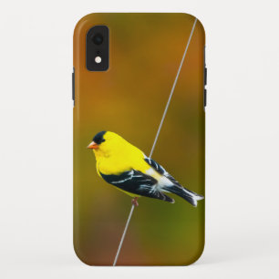 Amerikaanse Goudvink - Originele Foto iPhone XR Hoesje