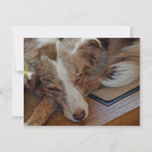 Amerikaanse herder Red Merle slaapt Briefkaart