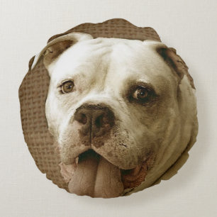 Amerikaanse hond rond kussen