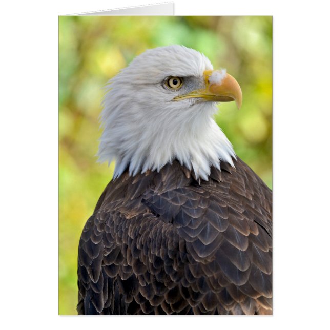 Amerikaanse kale adelaar (Voorkant)