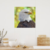 Amerikaanse kale adelaar poster (Keuken)
