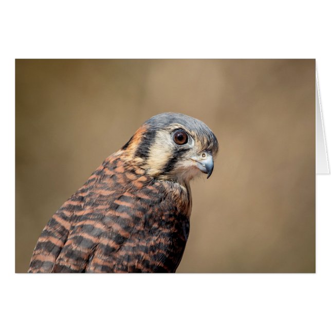 Amerikaanse kestrel (Voorkant Horizontaal)