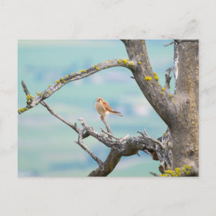 Amerikaanse kestrel briefkaart
