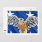 Amerikaanse kestrel briefkaart (Voorkant / Achterkant)