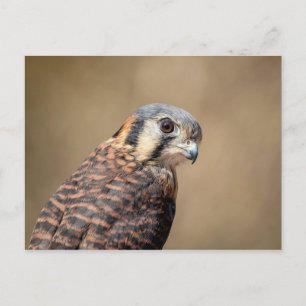 Amerikaanse kestrel briefkaart