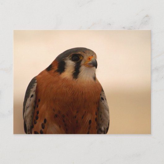 Amerikaanse kestrel briefkaart (Voorkant)