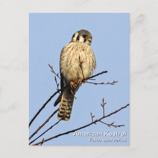 Amerikaanse kestrel briefkaart (Voorkant)