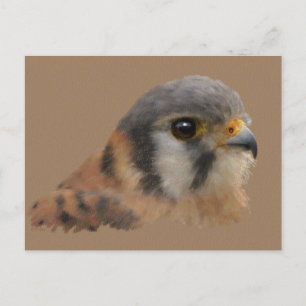 Amerikaanse kestrel briefkaart