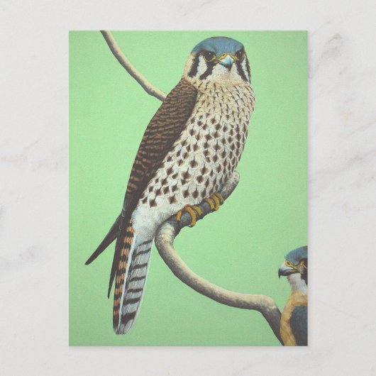 Amerikaanse kestrel briefkaart (Voorkant)