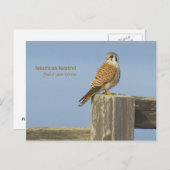 Amerikaanse kestrel briefkaart (Voorkant / Achterkant)