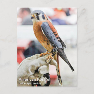 Amerikaanse kestrel briefkaart