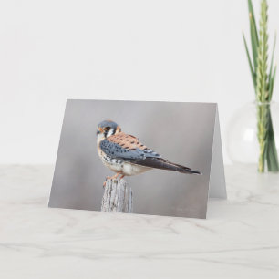 Amerikaanse kestrel kaart