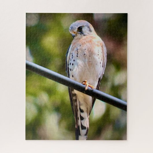 Amerikaanse kestrel legpuzzel (Verticaal)