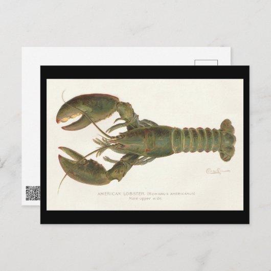 Amerikaanse kreeft - Sherman Denton Fish Lithograp Briefkaart (Voorkant / Achterkant)