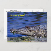 Amerikaanse krokodile Everglades Briefkaart (Voorkant / Achterkant)