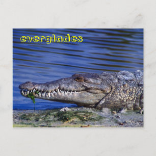 Amerikaanse krokodile Everglades Briefkaart