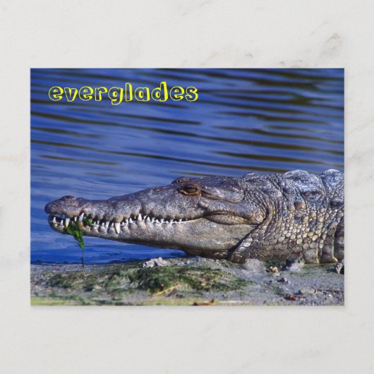 Amerikaanse krokodile Everglades Briefkaart (Voorkant)