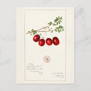 Amerikaanse kruidbes (Vaccinium macrocarpon) Briefkaart