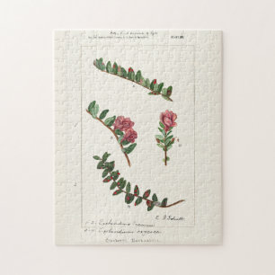Amerikaanse kruidbes (Vaccinium Macrocarpon) Legpuzzel