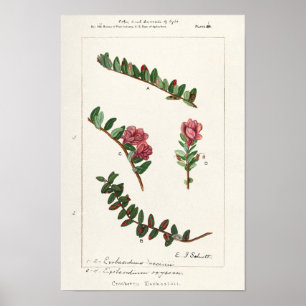Amerikaanse kruidbes (Vaccinium Macrocarpon) Poster