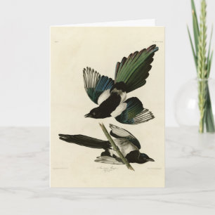 Amerikaanse Magpie uit de Amerikaanse vogels van A Kaart