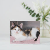 Amerikaanse Mediumhair Calico Kitten Briefkaarten (Staand voorkant)