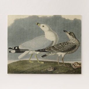 Amerikaanse meeuw - Amerikaanse vogels van Audubon Legpuzzel