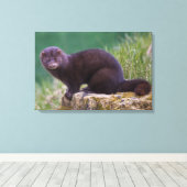 Amerikaanse nerts verpakt canvas (Insitu (Houten vloer))