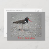 Amerikaanse Oystercatcher Briefkaart (Voorkant / Achterkant)