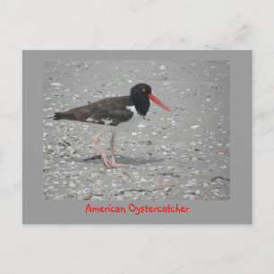 Amerikaanse Oystercatcher Briefkaart
