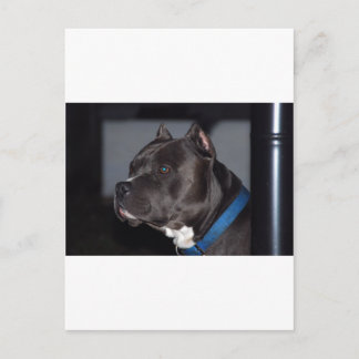 Amerikaanse Pit Bull Terrier Briefkaart
