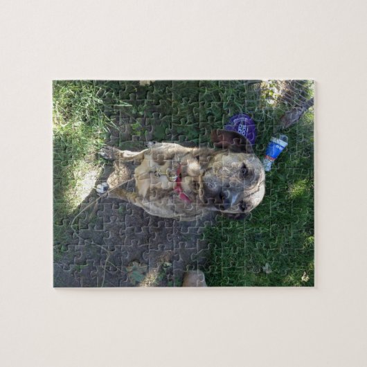 Amerikaanse Pit Bull Terrier Puzzle Legpuzzel (Horizontaal)