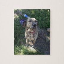 Amerikaanse Pit Bull Terrier Puzzle