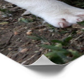 Amerikaanse PItbull Terrier Puppy Dog Poster (Hoek)